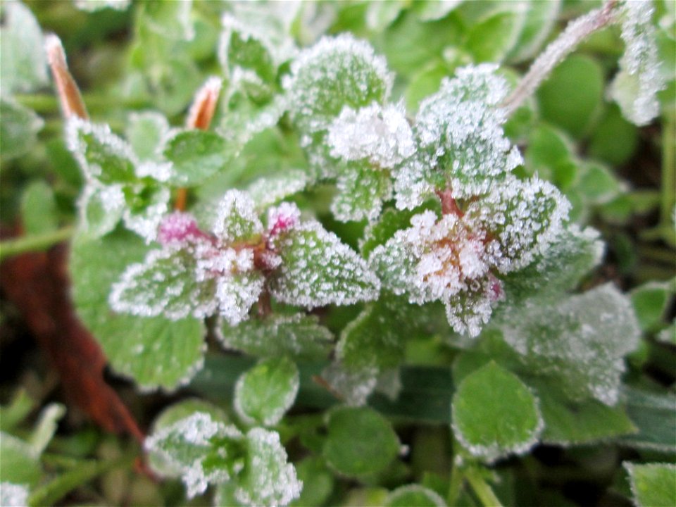 Vereiste Purpurrote Taubnessel (Lamium purpureum) am Stadtrand von Hockenheim nach dem Wintereinbruch am 1. Dezember 2017