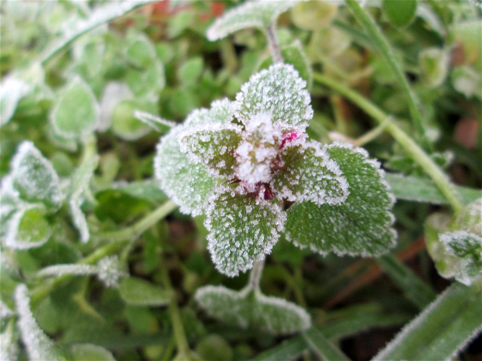 Vereiste Purpurrote Taubnessel (Lamium purpureum) am Stadtrand von Hockenheim nach dem Wintereinbruch am 1. Dezember 2017