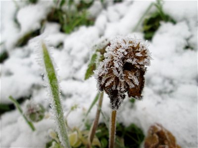 Vereiste Purpurrote Taubnessel (Lamium purpureum) auf der Parkplatzwiese am Nordring in Hockenheim nach dem Wintereinbruch am 1. Dezember 2017