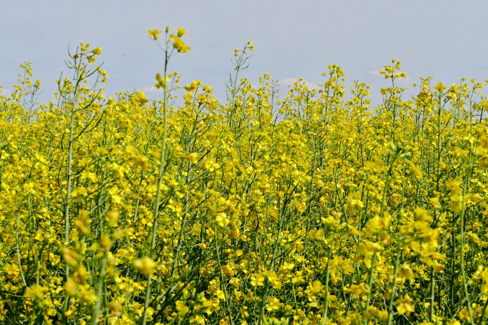 Cultivation commodity agriculture