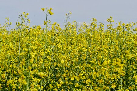 Cultivation commodity agriculture