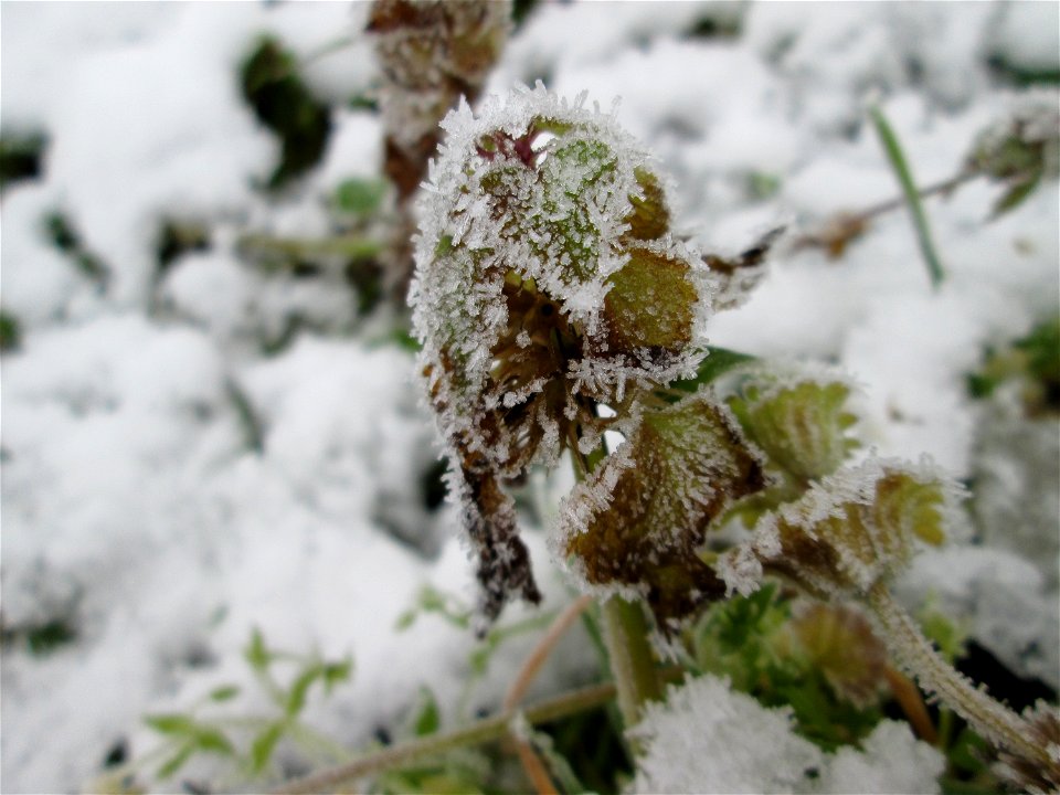 Vereiste Purpurrote Taubnessel (Lamium purpureum) auf der Parkplatzwiese am Nordring in Hockenheim nach dem Wintereinbruch am 1. Dezember 2017