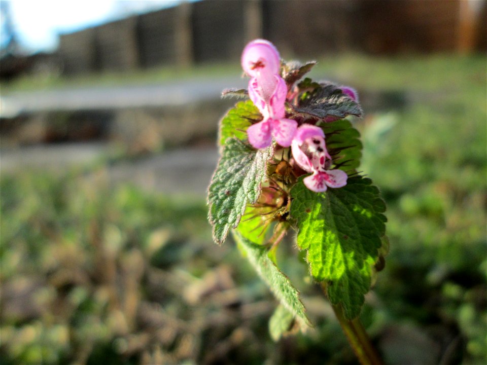 Purpurrote Taubnessel (Lamium purpureum) auf einer Wiese neben einer Tankstelle in Hockenheim