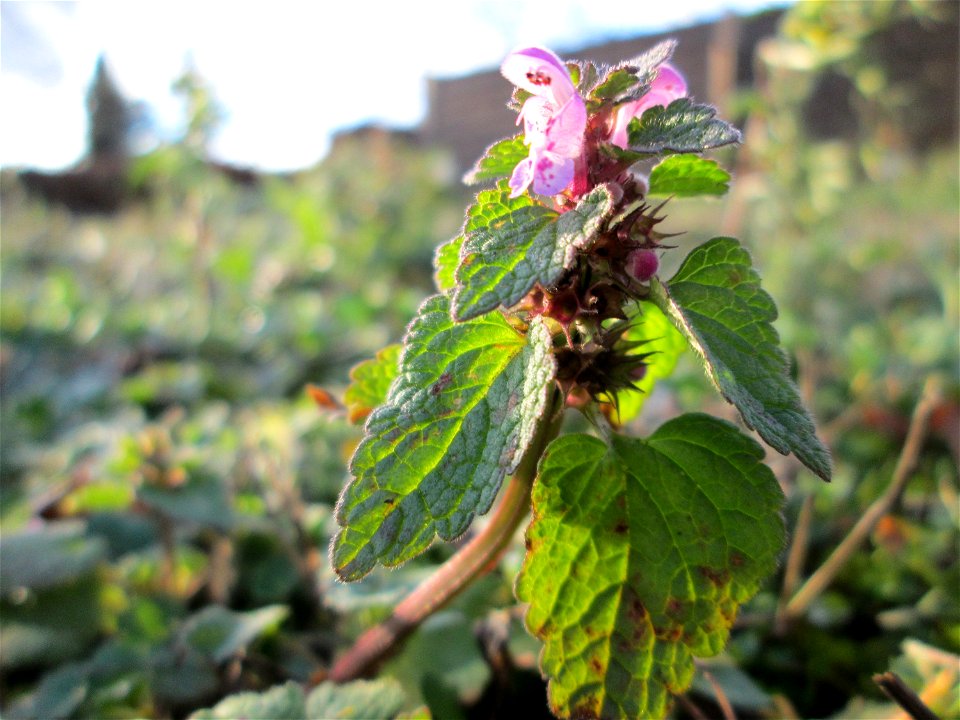 Purpurrote Taubnessel (Lamium purpureum) auf einer Wiese neben einer Tankstelle in Hockenheim