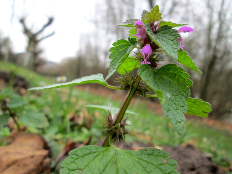 Purpurrote Taubnessel (Lamium purpureum) am Staden in Saarbrücken