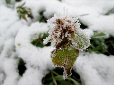 Vereiste Purpurrote Taubnessel (Lamium purpureum) auf der Parkplatzwiese am Nordring in Hockenheim nach dem Wintereinbruch am 1. Dezember 2017