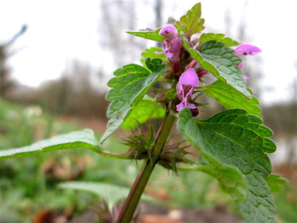 Purpurrote Taubnessel (Lamium purpureum) am Staden in Saarbrücken