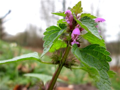 Purpurrote Taubnessel (Lamium purpureum) am Staden in Saarbrücken