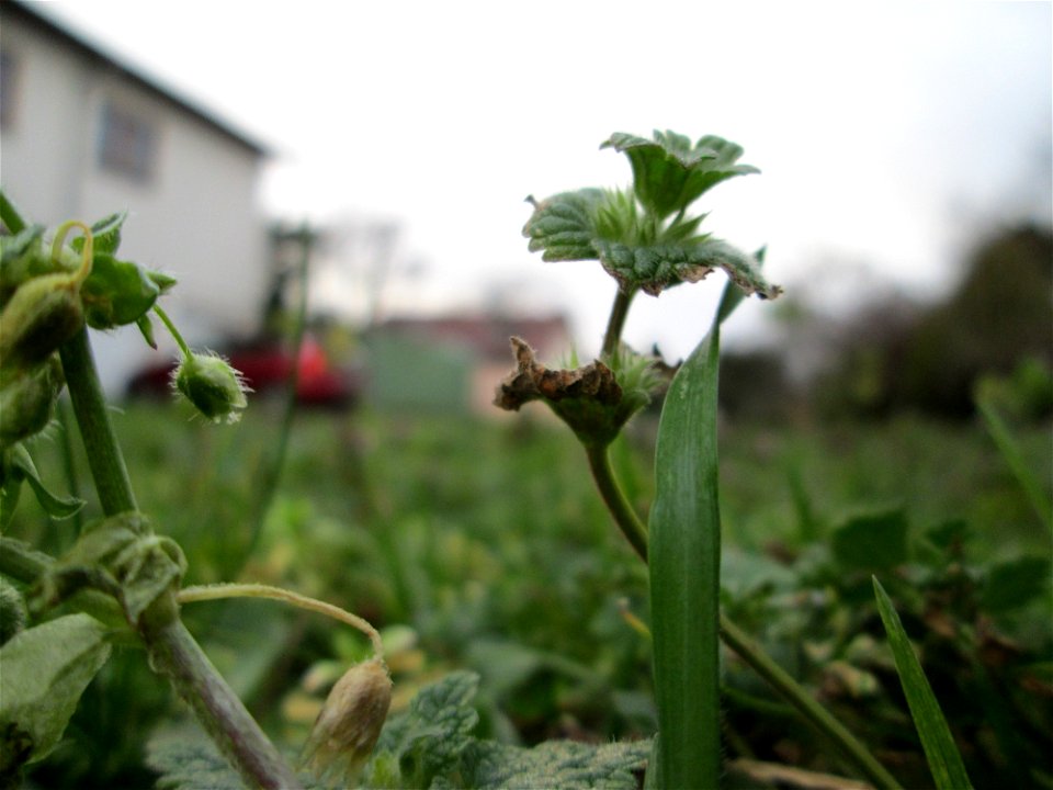 Stängelumfassende Taubnessel (Lamium amplexicaule) in Hockenheim - oft in Gemeinschaft mit Lamium purpureum, um diese Jahreszeit aber kaum mit Blüte