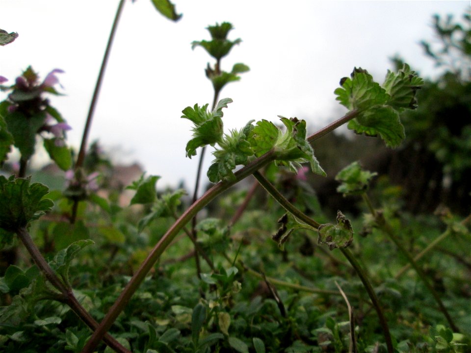 Stängelumfassende Taubnessel (Lamium amplexicaule) in Hockenheim - oft in Gemeinschaft mit Lamium purpureum, um diese Jahreszeit aber kaum mit Blüte