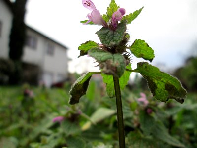 Purpurrote Taubnessel (Lamium purpureum) in Hockenheim - bei den milden Temperaturen schießt sie hoch als wäre es Frühling