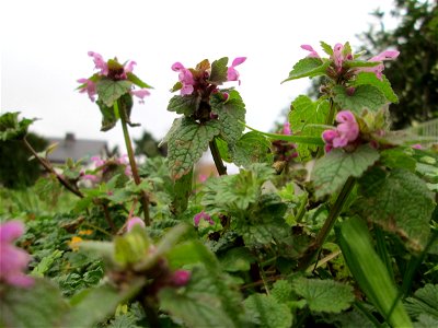Purpurrote Taubnessel (Lamium purpureum) in Hockenheim - bei den milden Temperaturen schießt sie hoch als wäre es Frühling