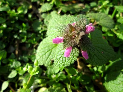 Purpurrote Taubnessel (Lamium purpureum) in Hockenheim