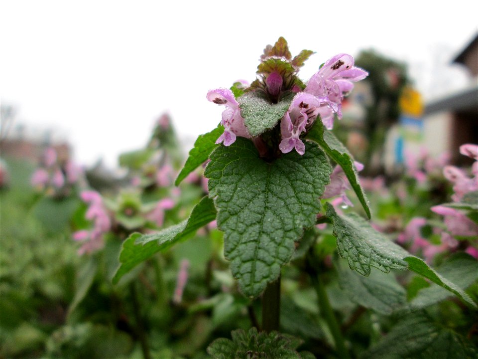 Purpurrote Taubnessel (Lamium purpureum) in Hockenheim