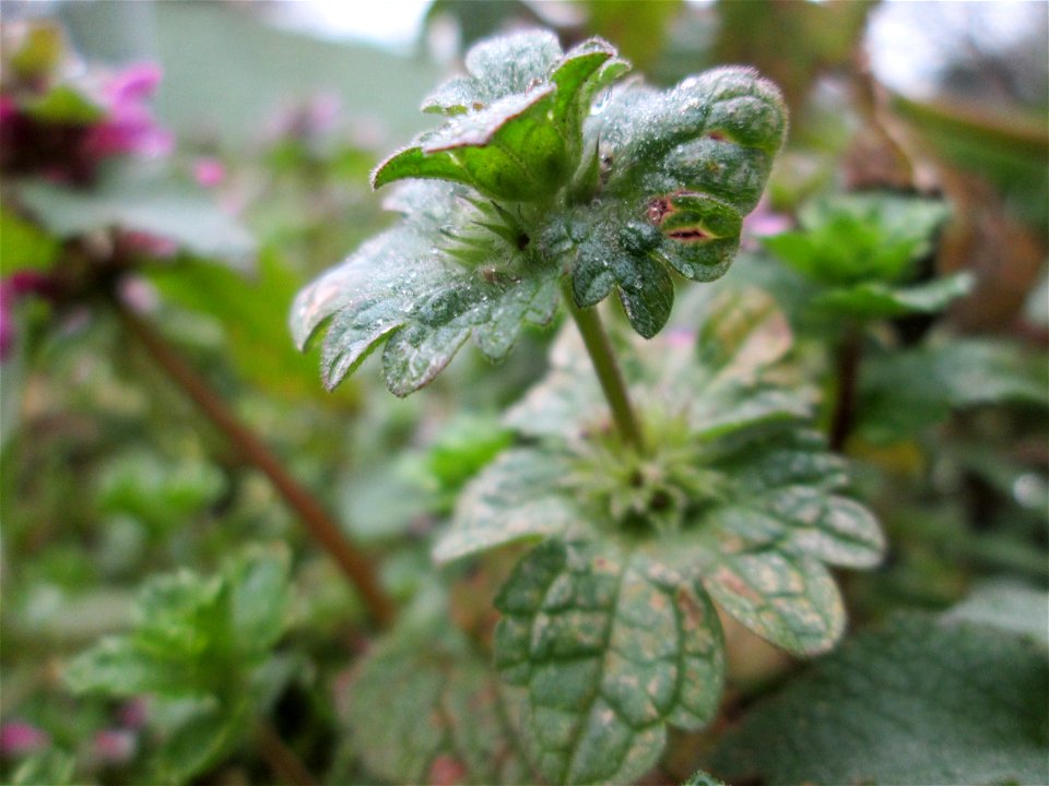 Stängelumfassende Taubnessel (Lamium amplexicaule) in Hockenheim - häufig in Gemeinschaft mit Lamium purpureum (im Hintergrund)