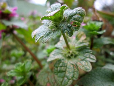 Stängelumfassende Taubnessel (Lamium amplexicaule) in Hockenheim - häufig in Gemeinschaft mit Lamium purpureum (im Hintergrund)