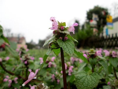 Purpurrote Taubnessel (Lamium purpureum) in Hockenheim