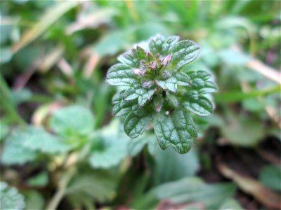 Stängelumfassende Taubnessel (Lamium amplexicaule) in Hockenheim - häufig in Gemeinschaft mit Lamium purpureum