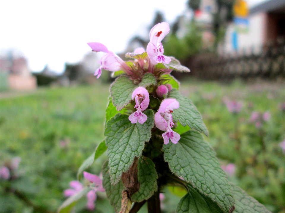 Purpurrote Taubnessel (Lamium purpureum) in Hockenheim - jetzt schon wie im Frühling auf manchen Wiesen üppig auftretend