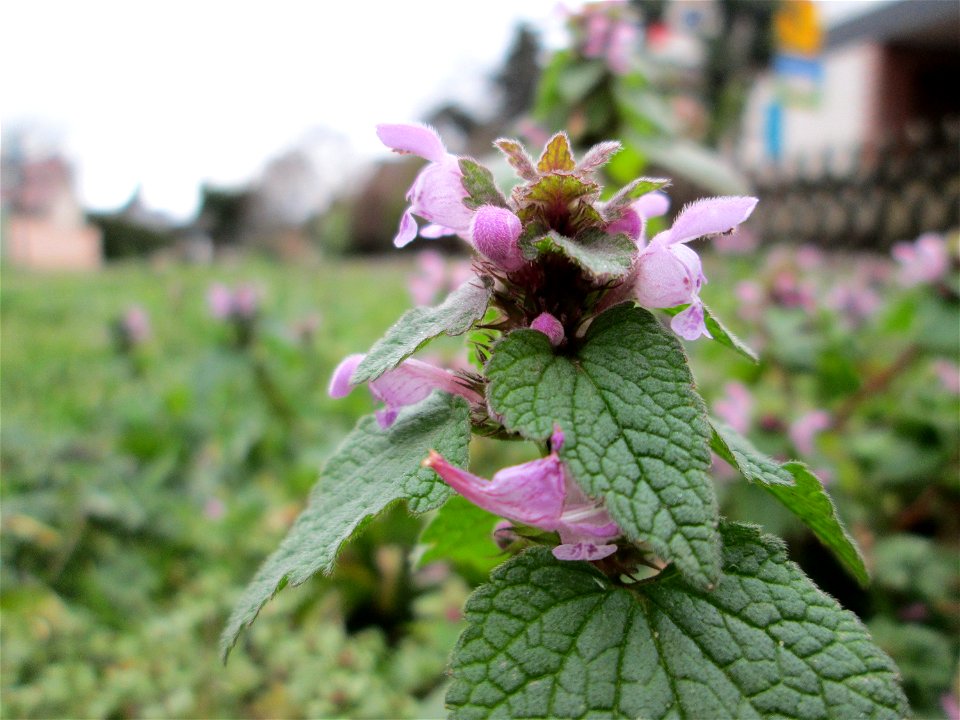 Purpurrote Taubnessel (Lamium purpureum) in Hockenheim - jetzt schon wie im Frühling auf manchen Wiesen üppig auftretend