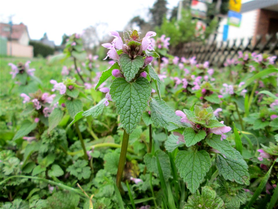 Purpurrote Taubnessel (Lamium purpureum) in Hockenheim - jetzt schon wie im Frühling auf manchen Wiesen üppig auftretend