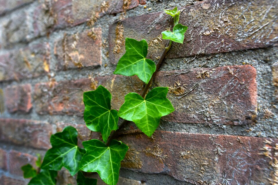 Vine climber growth photo