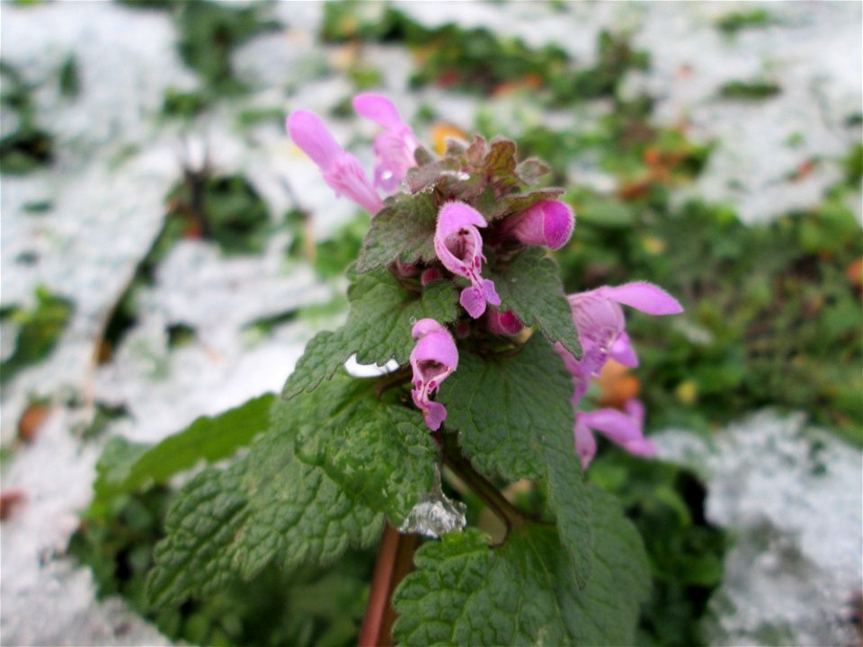 Purpurrote Taubnessel (Lamium purpureum) bei Schnee in Hockenheim
