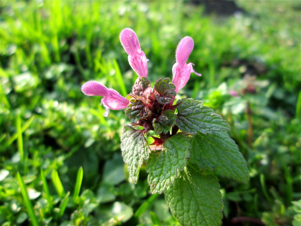 Purpurrote Taubnessel (Lamium purpureum) im Gartenschaupark Hockenheim