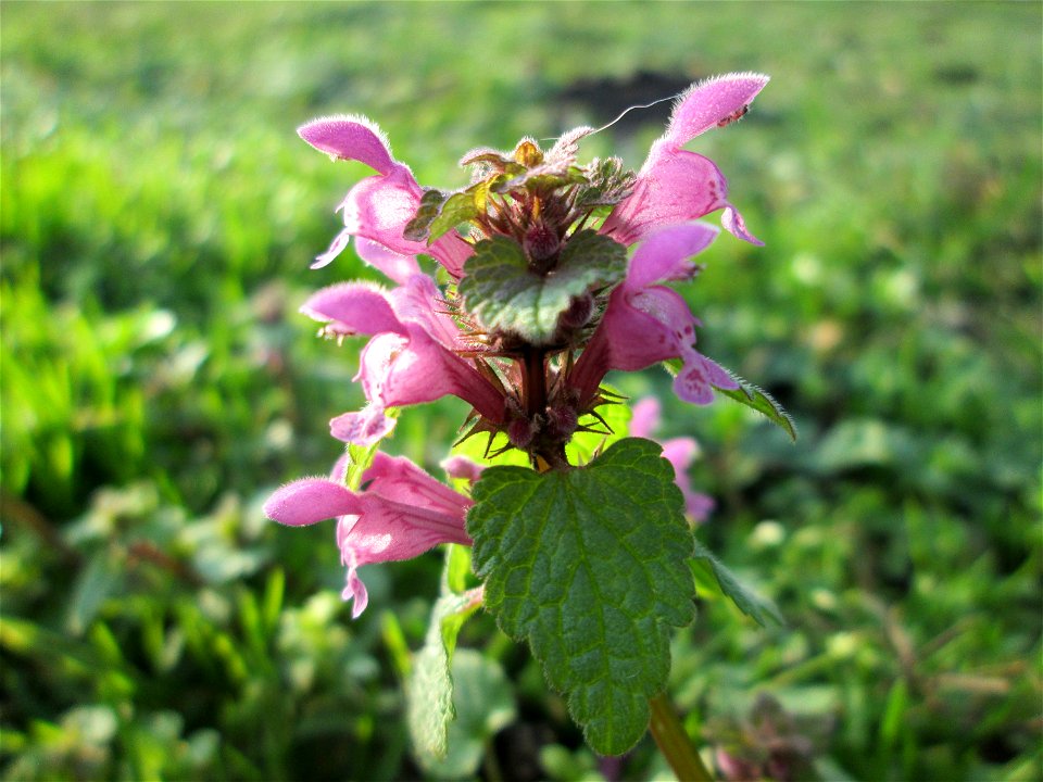 Purpurrote Taubnessel (Lamium purpureum) im Gartenschaupark Hockenheim