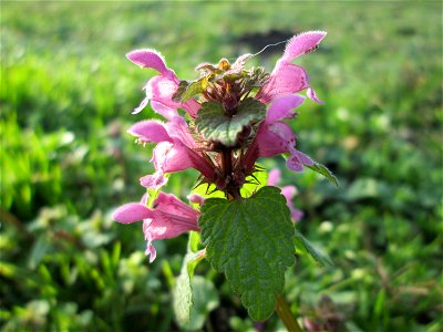 Purpurrote Taubnessel (Lamium purpureum) im Gartenschaupark Hockenheim