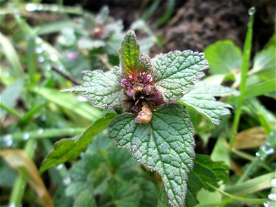 Purpurrote Taubnessel (Lamium purpureum) am Tierfriedhof in Alt-Saarbrücken