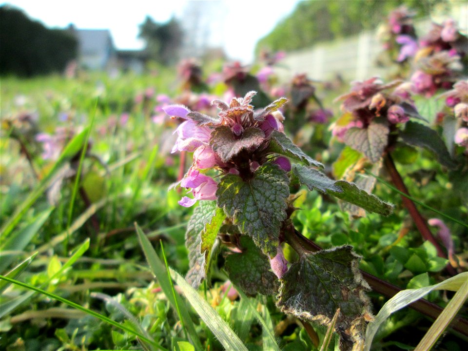 Purpurrote Taubnessel (Lamium purpureum) in Hockenheim - jetzt schon wie im Frühling auf manchen Wiesen üppig auftretend
