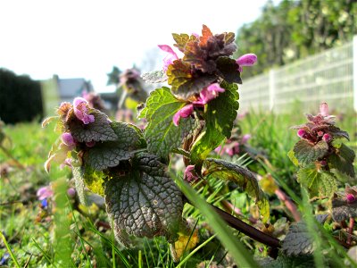 Purpurrote Taubnessel (Lamium purpureum) in Hockenheim - jetzt schon wie im Frühling auf manchen Wiesen üppig auftretend