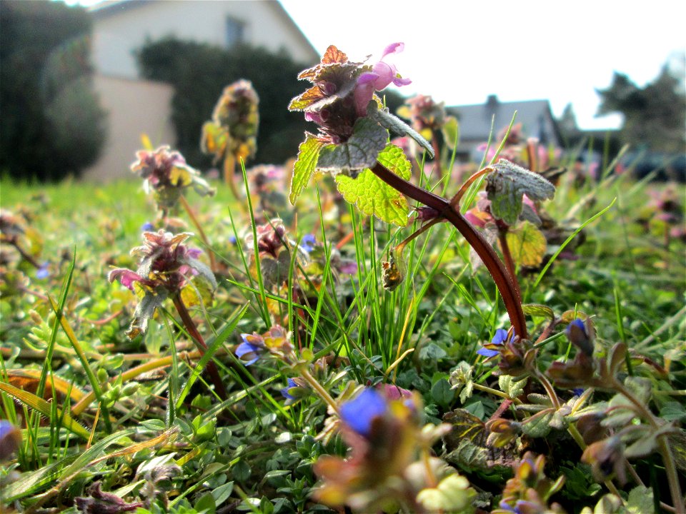 Purpurrote Taubnessel (Lamium purpureum) in Hockenheim - jetzt schon wie im Frühling auf manchen Wiesen üppig auftretend