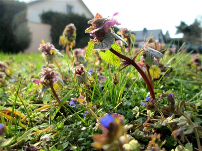 Purpurrote Taubnessel (Lamium purpureum) in Hockenheim - jetzt schon wie im Frühling auf manchen Wiesen üppig auftretend