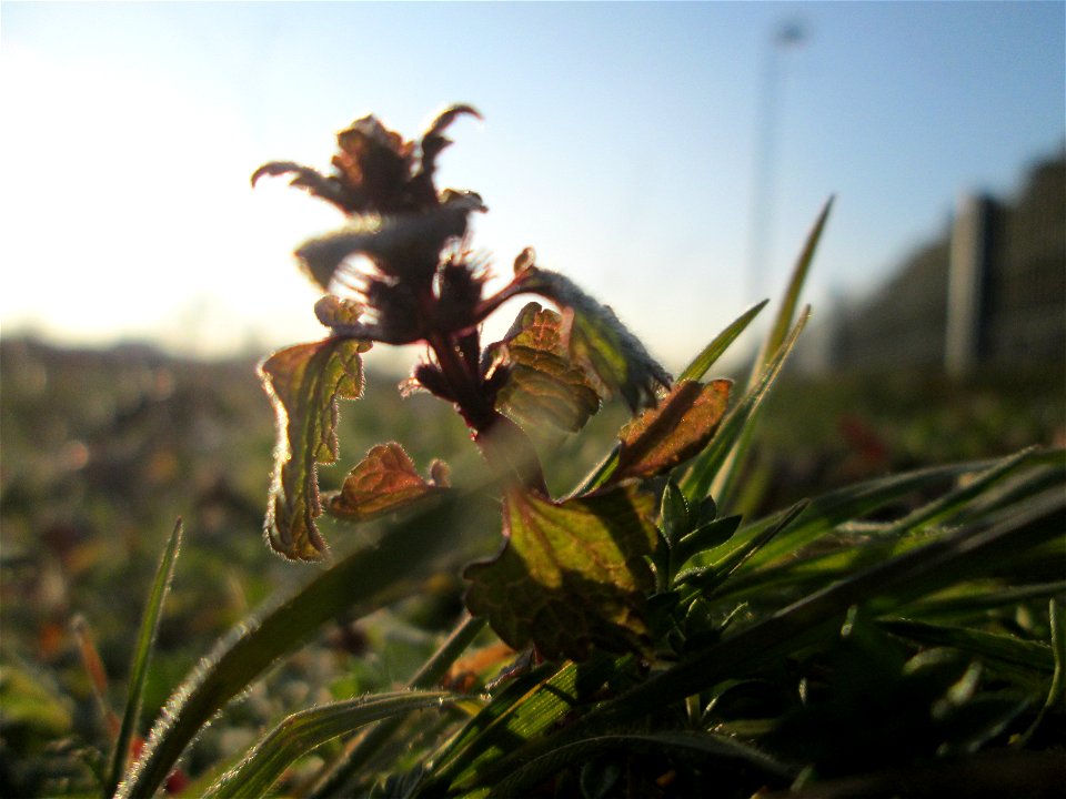 Purpurrote Taubnessel (Lamium purpureum) auf einer Parkplatzwiese am Nordring in Hockenheim