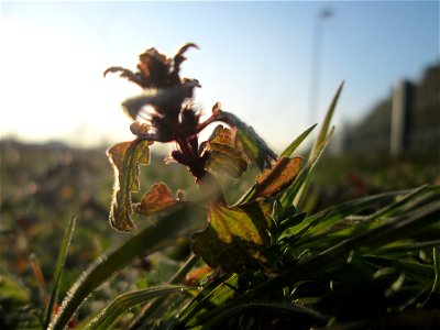 Purpurrote Taubnessel (Lamium purpureum) auf einer Parkplatzwiese am Nordring in Hockenheim