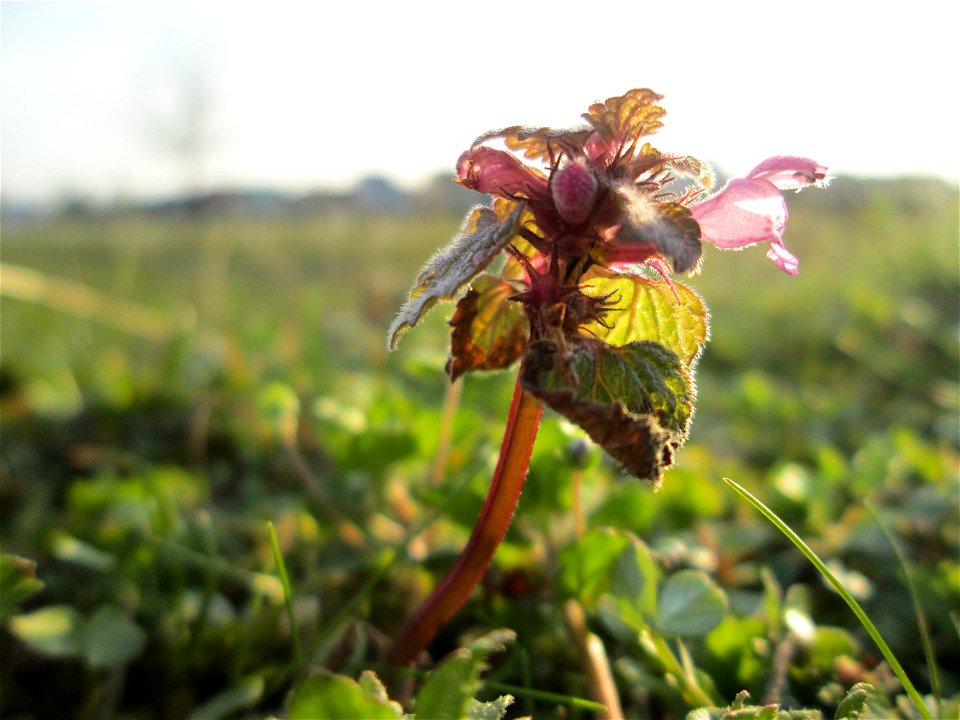 Purpurrote Taubnessel (Lamium purpureum) auf einer Parkplatzwiese am Nordring in Hockenheim