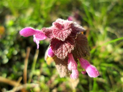 Purpurrote Taubnessel (Lamium purpureum) in Hockenheim