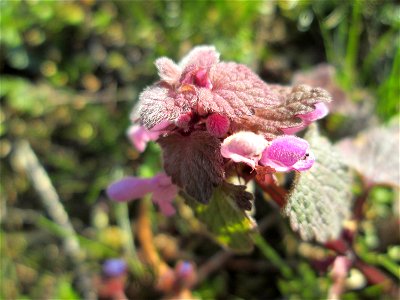 Purpurrote Taubnessel (Lamium purpureum) in Hockenheim