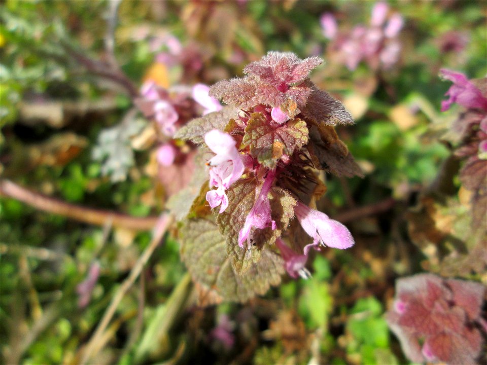 Purpurrote Taubnessel (Lamium purpureum) in Hockenheim