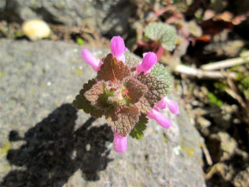 Purpurrote Taubnessel (Lamium purpureum) in Hockenheim