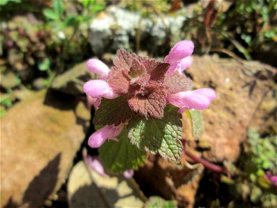 Purpurrote Taubnessel (Lamium purpureum) in Hockenheim