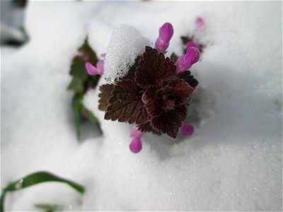 Purpurrote Taubnessel (Lamium purpureum) bei Neuschnee am 18 März 2018 in Hockenheim