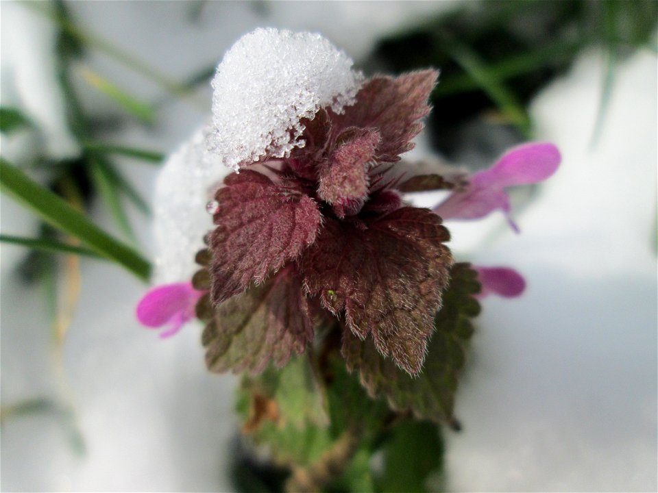 Purpurrote Taubnessel (Lamium purpureum) bei Neuschnee am 18 März 2018 in Hockenheim
