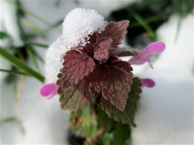 Purpurrote Taubnessel (Lamium purpureum) bei Neuschnee am 18 März 2018 in Hockenheim