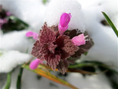 Purpurrote Taubnessel (Lamium purpureum) bei Neuschnee am 18 März 2018 in Hockenheim