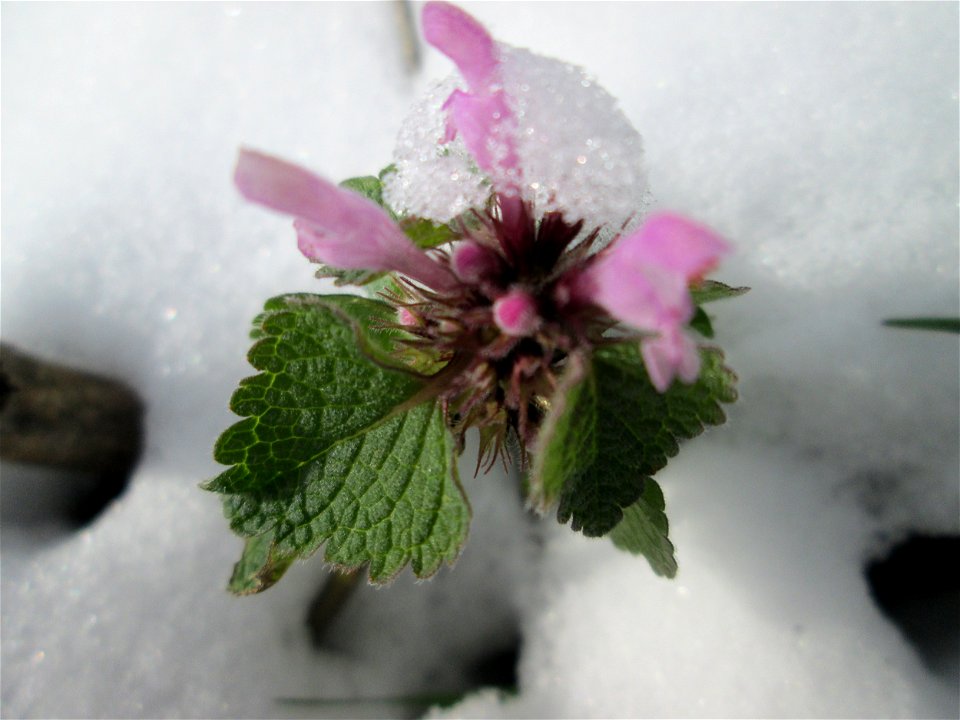 Purpurrote Taubnessel (Lamium purpureum) bei Neuschnee am 18 März 2018 in Hockenheim