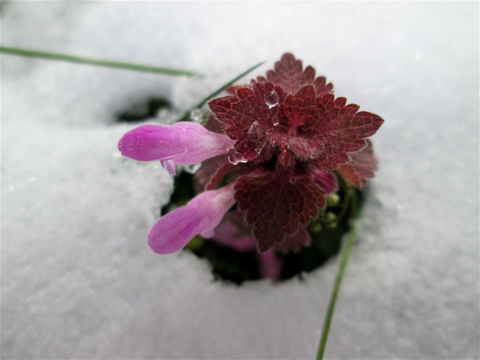 Purpurrote Taubnessel (Lamium purpureum) bei Neuschnee am 18 März 2018 in Hockenheim
