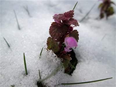 Purpurrote Taubnessel (Lamium purpureum) bei Neuschnee am 18 März 2018 in Hockenheim